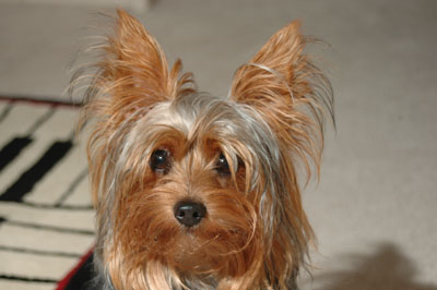 Winston-Yorkshire Terrier
